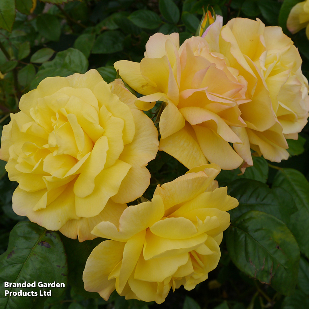 Rose 'Golden Showers' (Climbing) image