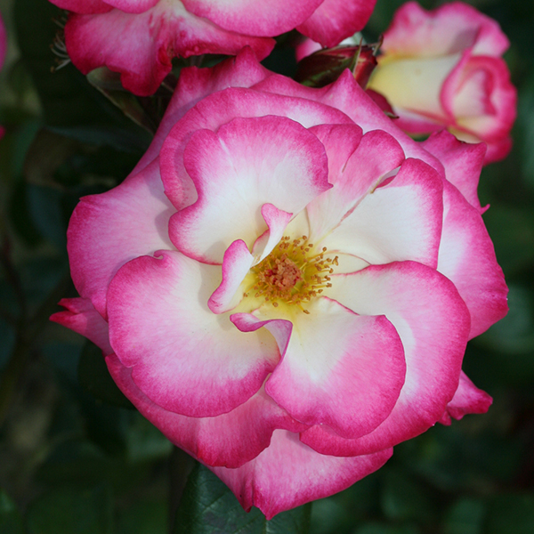 Rose 'Handel' (Climbing) image