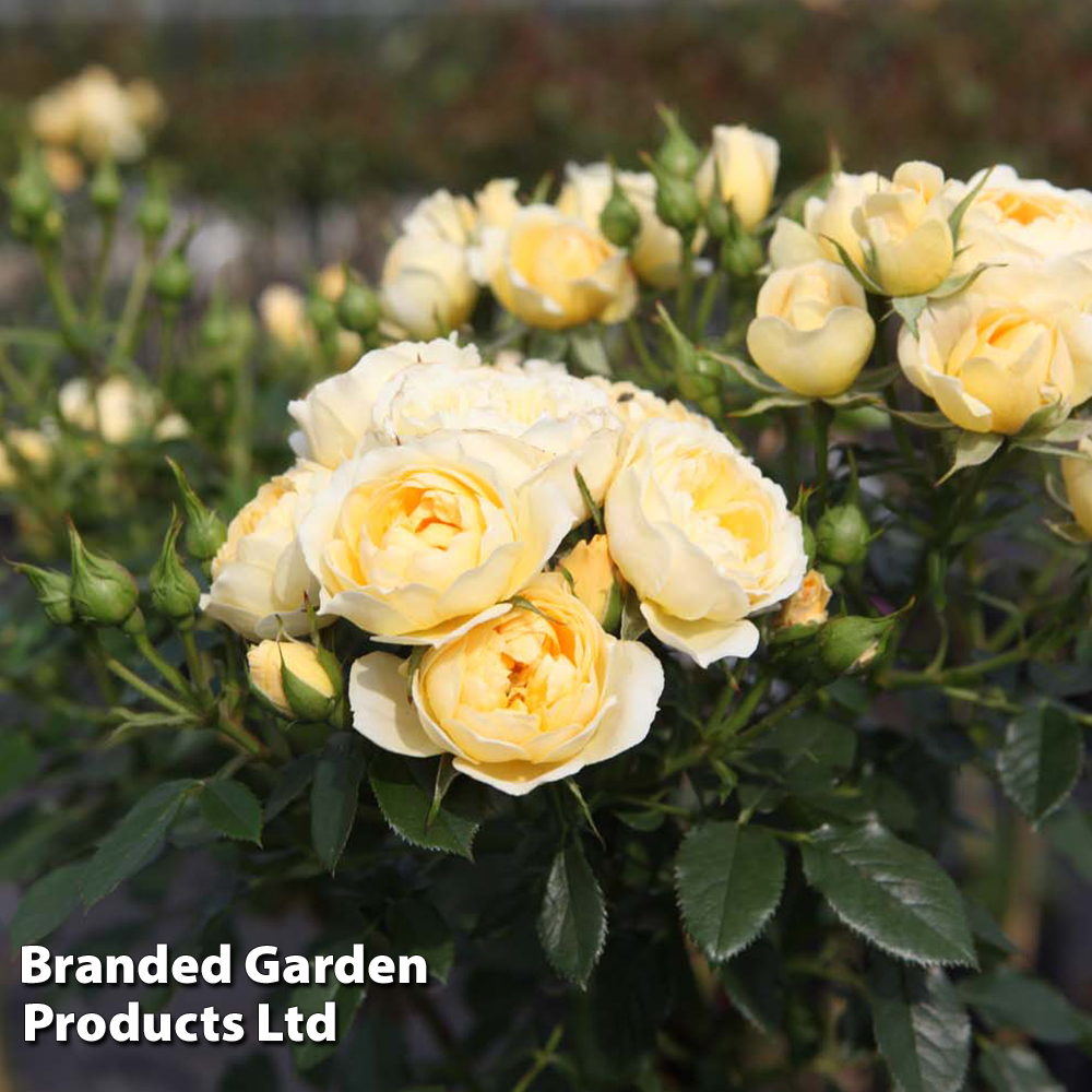 Rose 'Happy Go Lucky' (Floribunda Rose) image