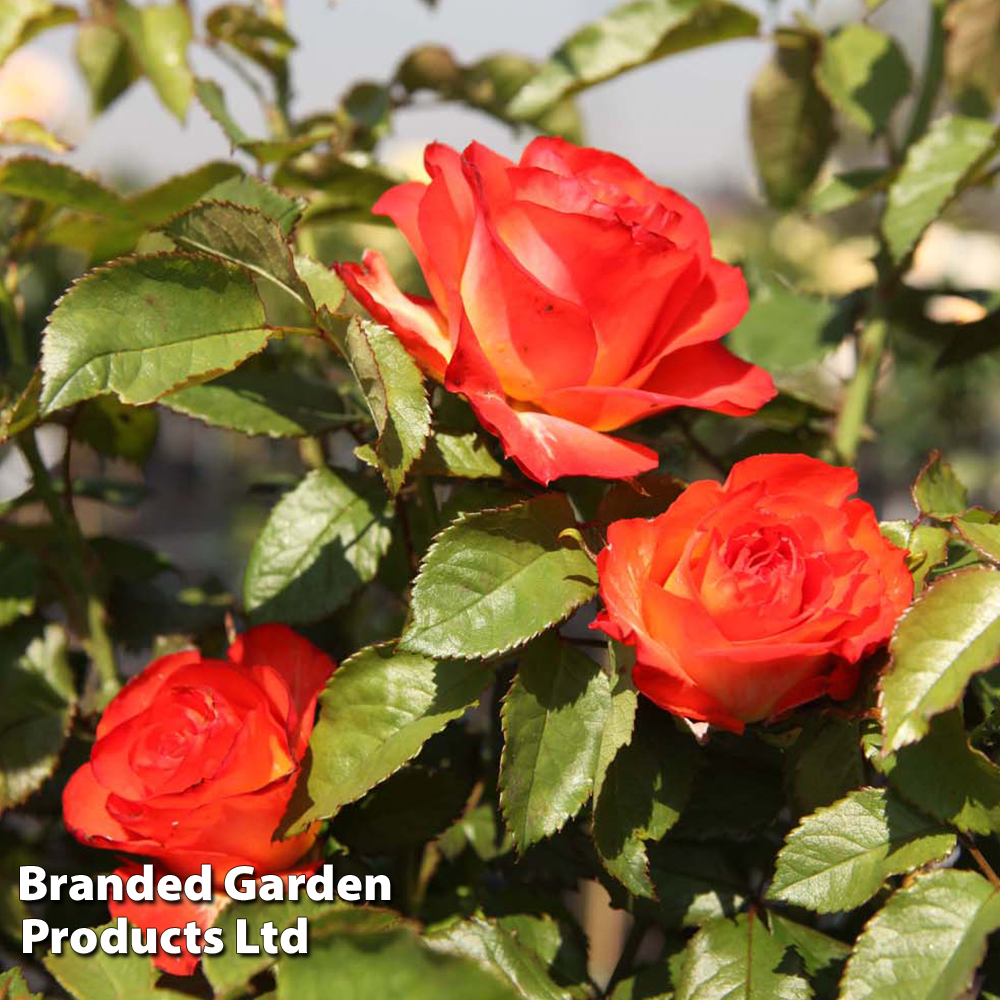 Rose 'Marieken' (Shrub Rose) image