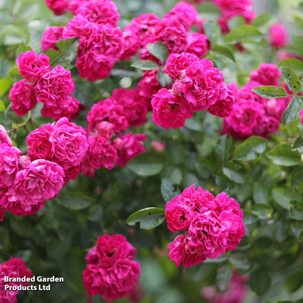 Rose 'Madame Isaac Péreire' (Climbing Bourbon) image