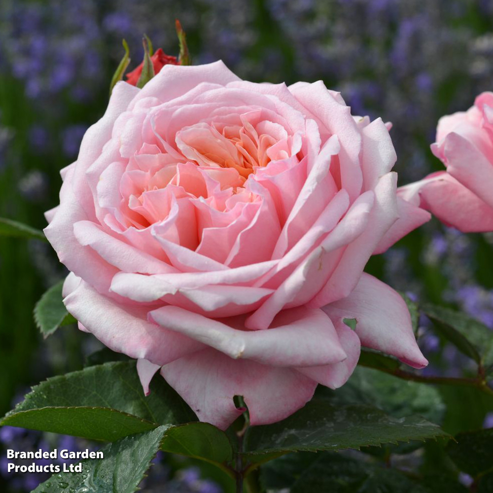 Rose 'Never Ending Story' (Hybrid Tea) image