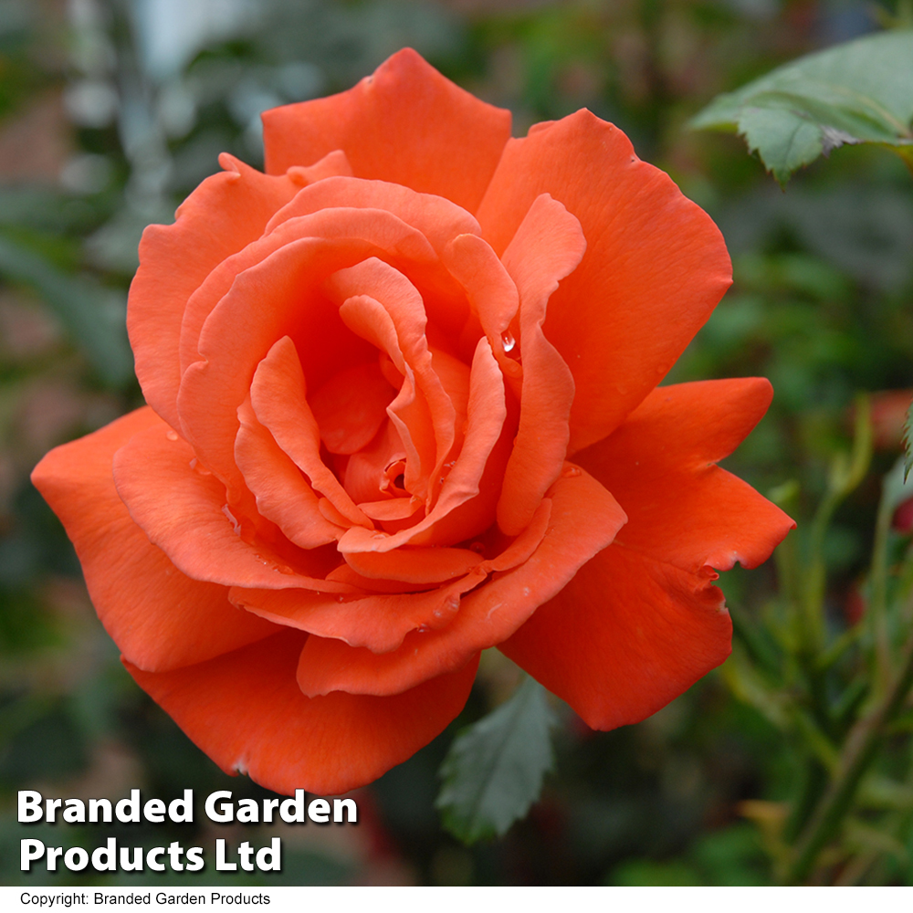 Rose 'Orange Sensation' image