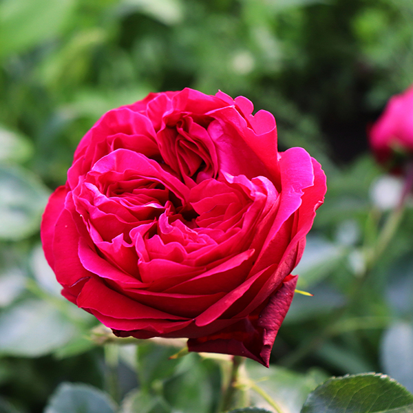 Rose 'Red Eden Rose' image