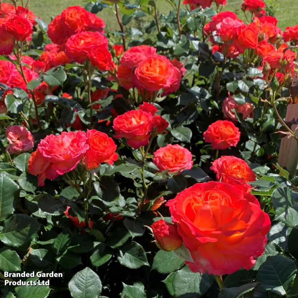 Rose 'Volcano' (Hybrid Tea) image