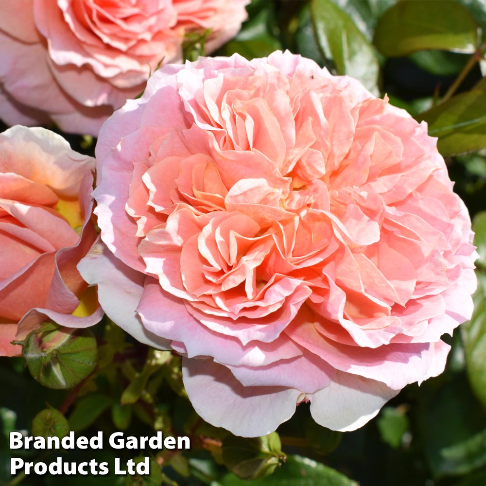 Rose 'It's A Wonderful Life' (Floribunda Rose) image