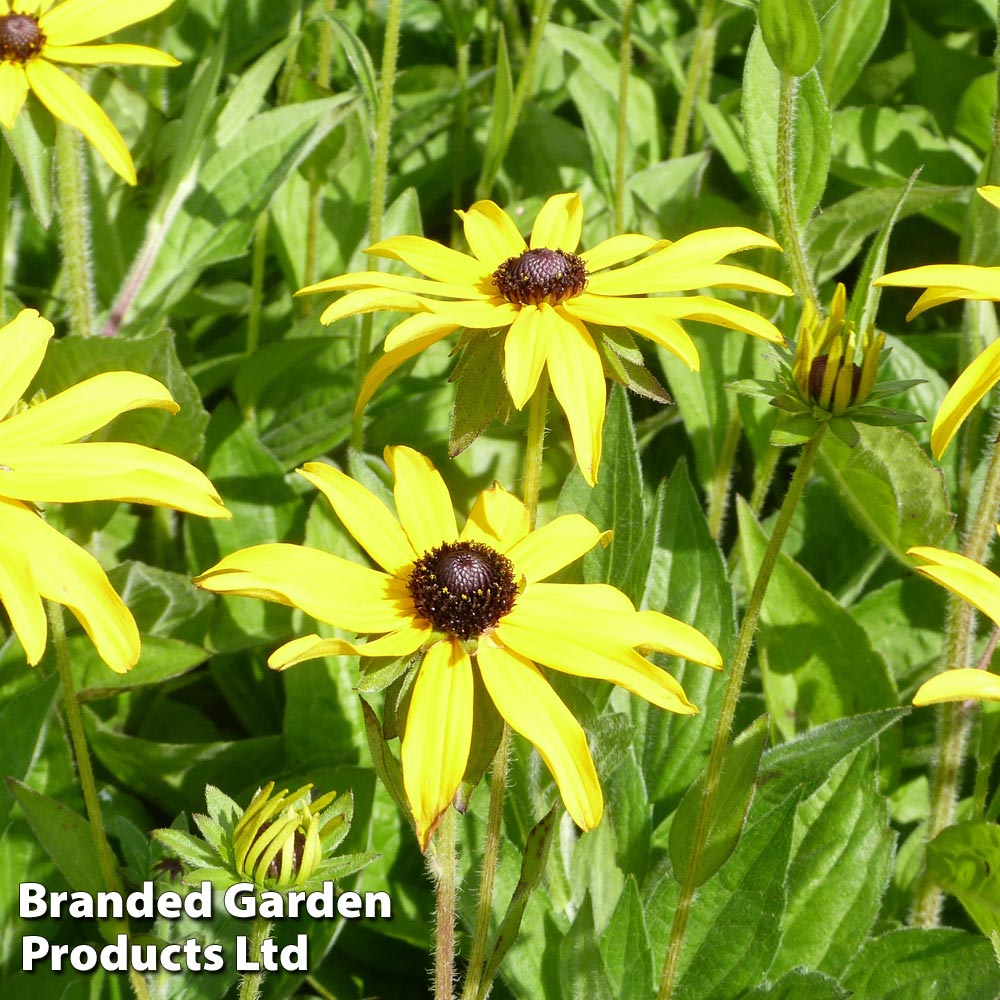 Rudbeckia fulgida var. deamii image