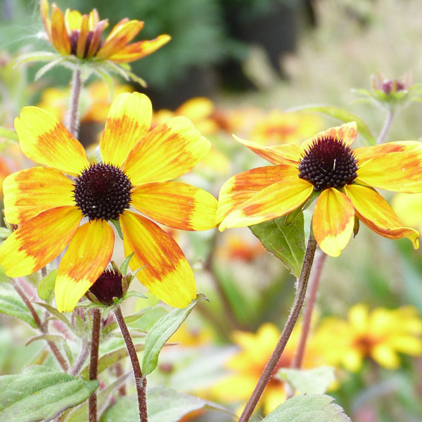 Rudbeckia triloba 'Prairie Glow' image