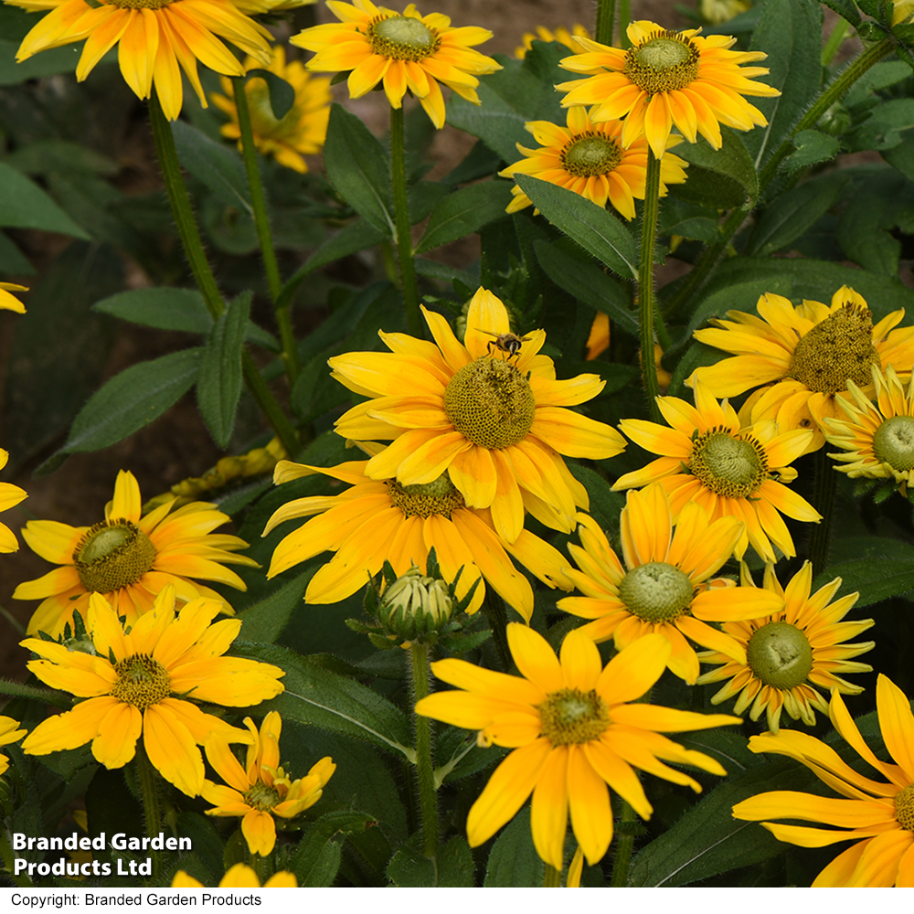 Rudbeckia hirta 'Prairie Sun' image