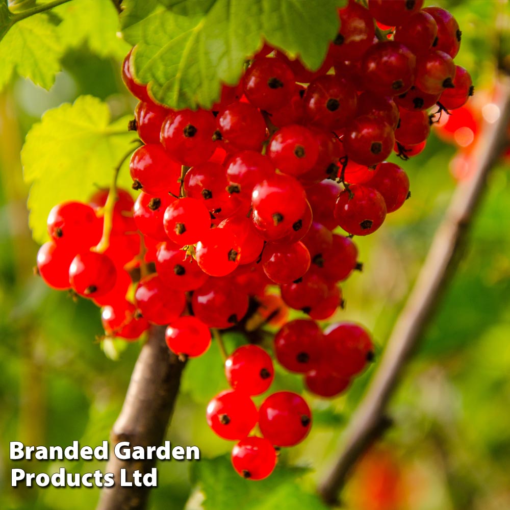 Redcurrant 'Jonkheer van Tets' image