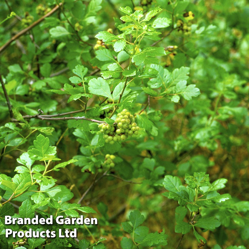 Rhus aromatica 'Gro-Low' image