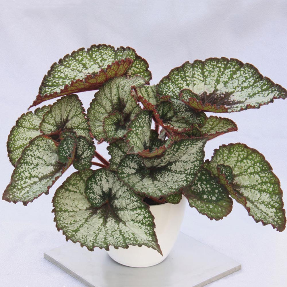 Begonia 'Rocheart' image