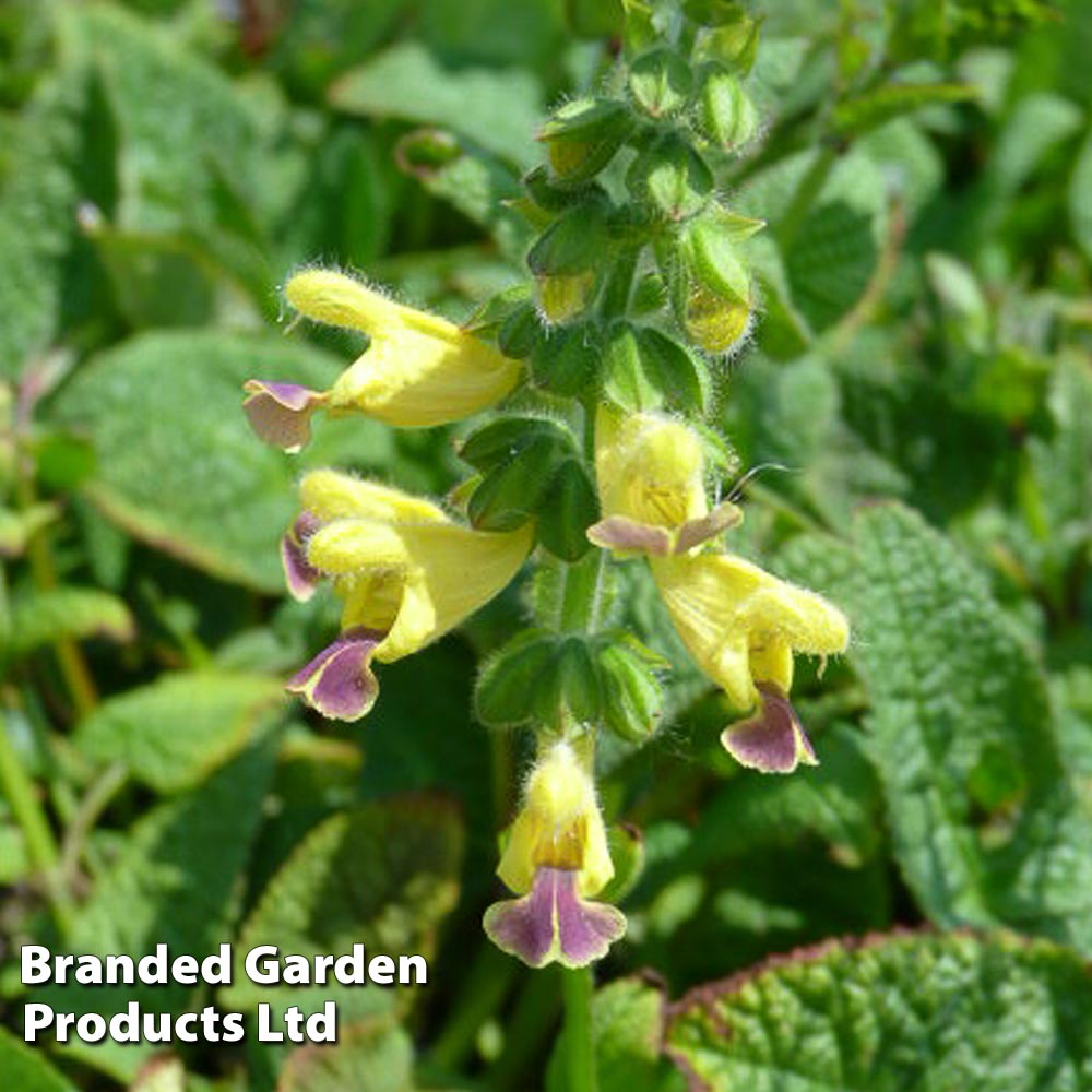 Salvia flava var. megalantha image