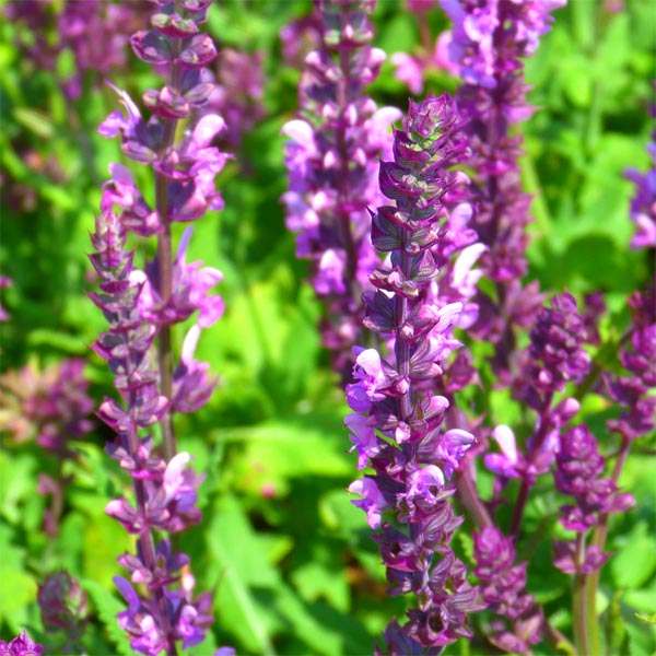 Salvia x sylvestris Rose Queen image