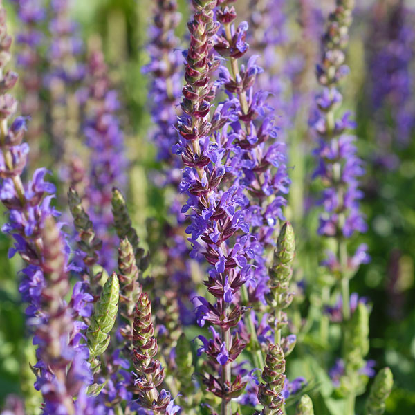 Salvia 'Blue Queen' image