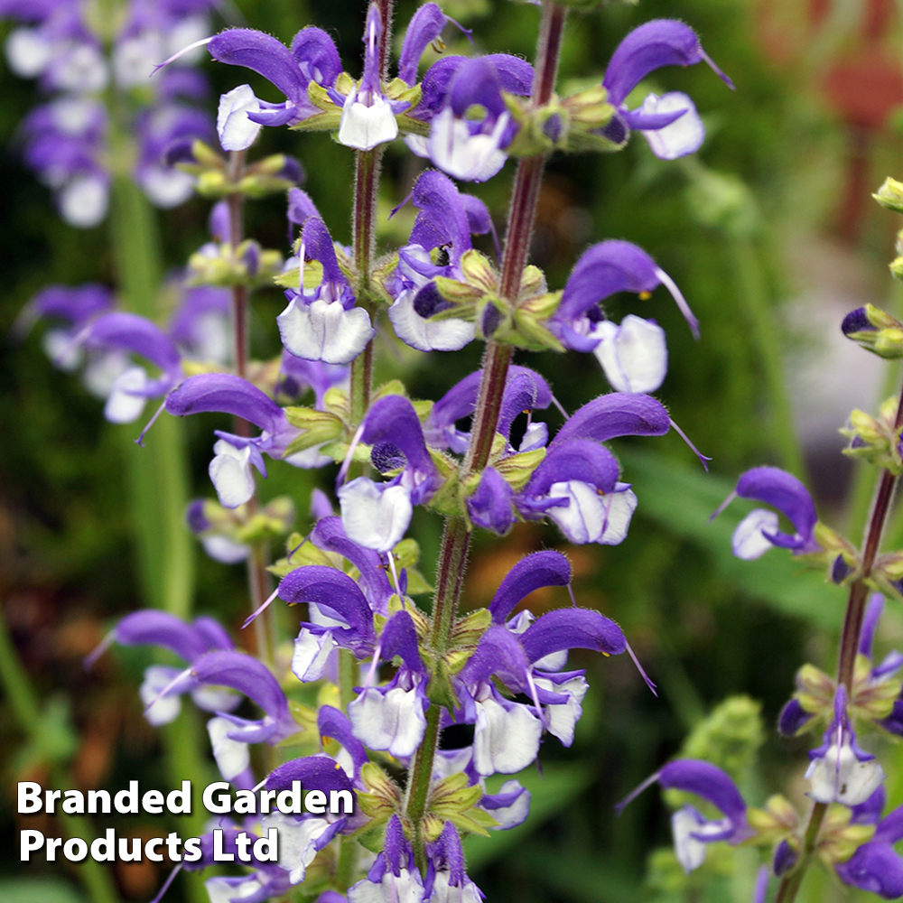 Salvia pratensis 'Madeline' image