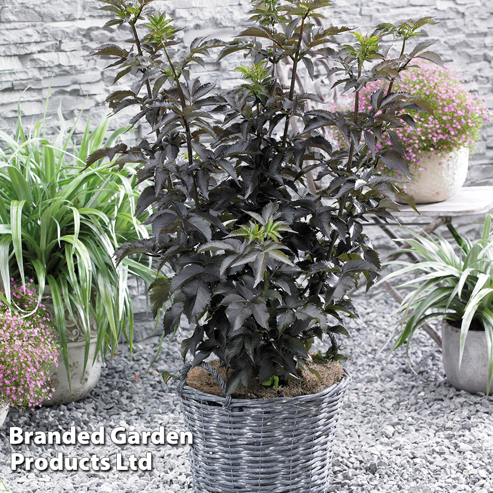 Sambucus nigra f. porphyrophylla 'Black Tower' image