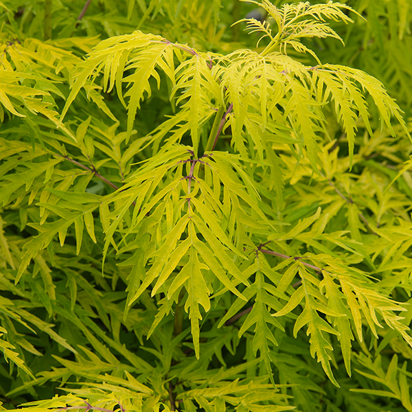 Sambucus racemosa 'Lemony Lace' image