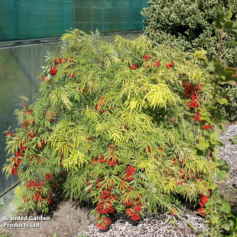 Sambucus racemosa 'Welsh Gold' image