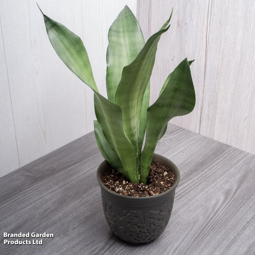 Sansevieria trifasciata 'Moonshine' image