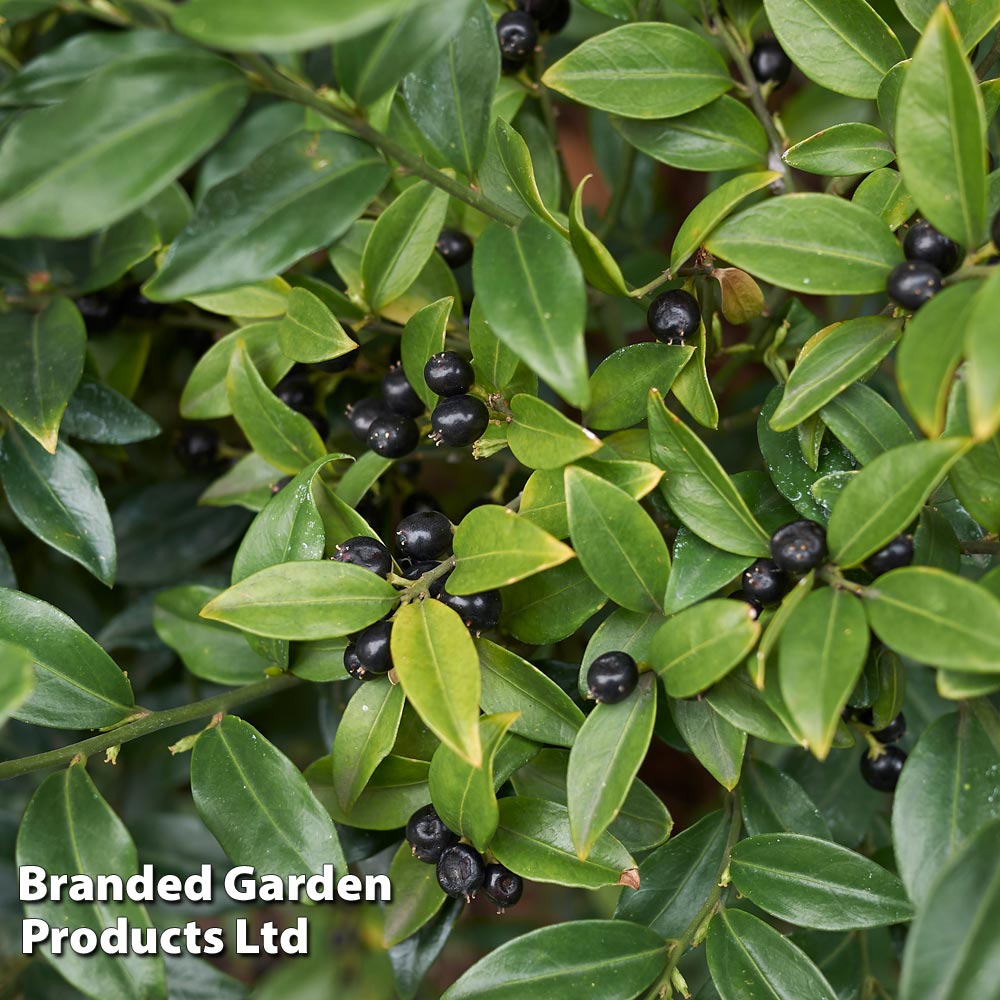 Sarcococca hookeriana var. humilis image