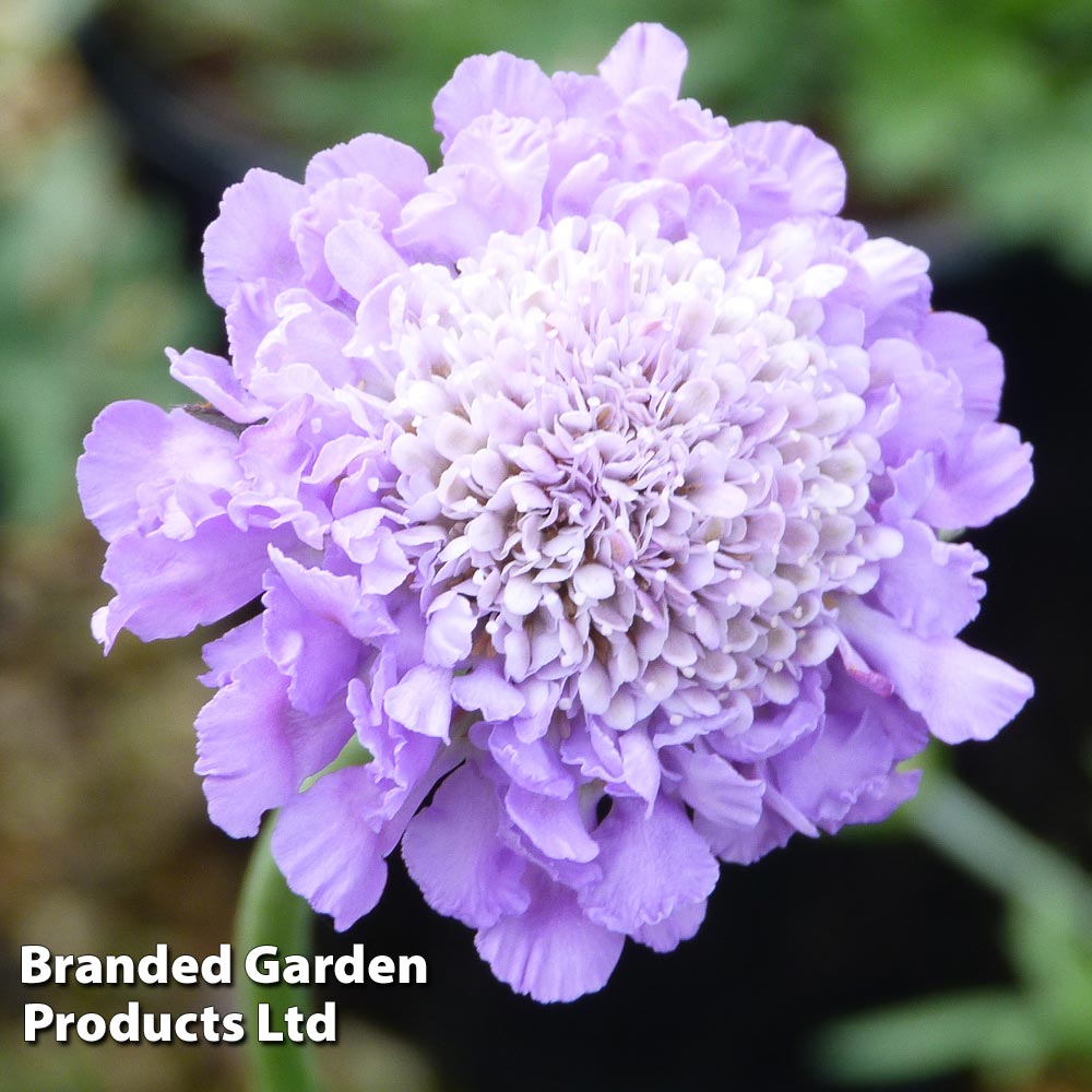 Scabious 'Butterfly Blue' image