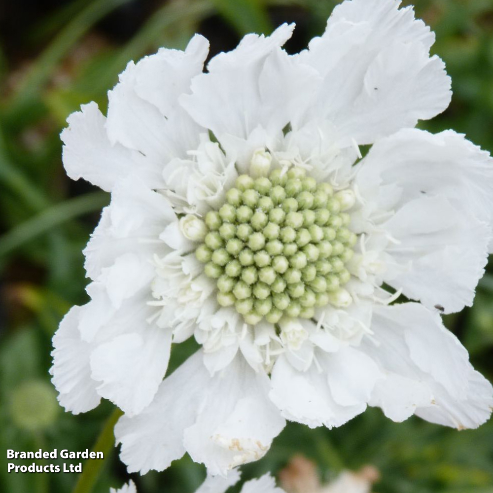 Scabious caucasica var. alba image