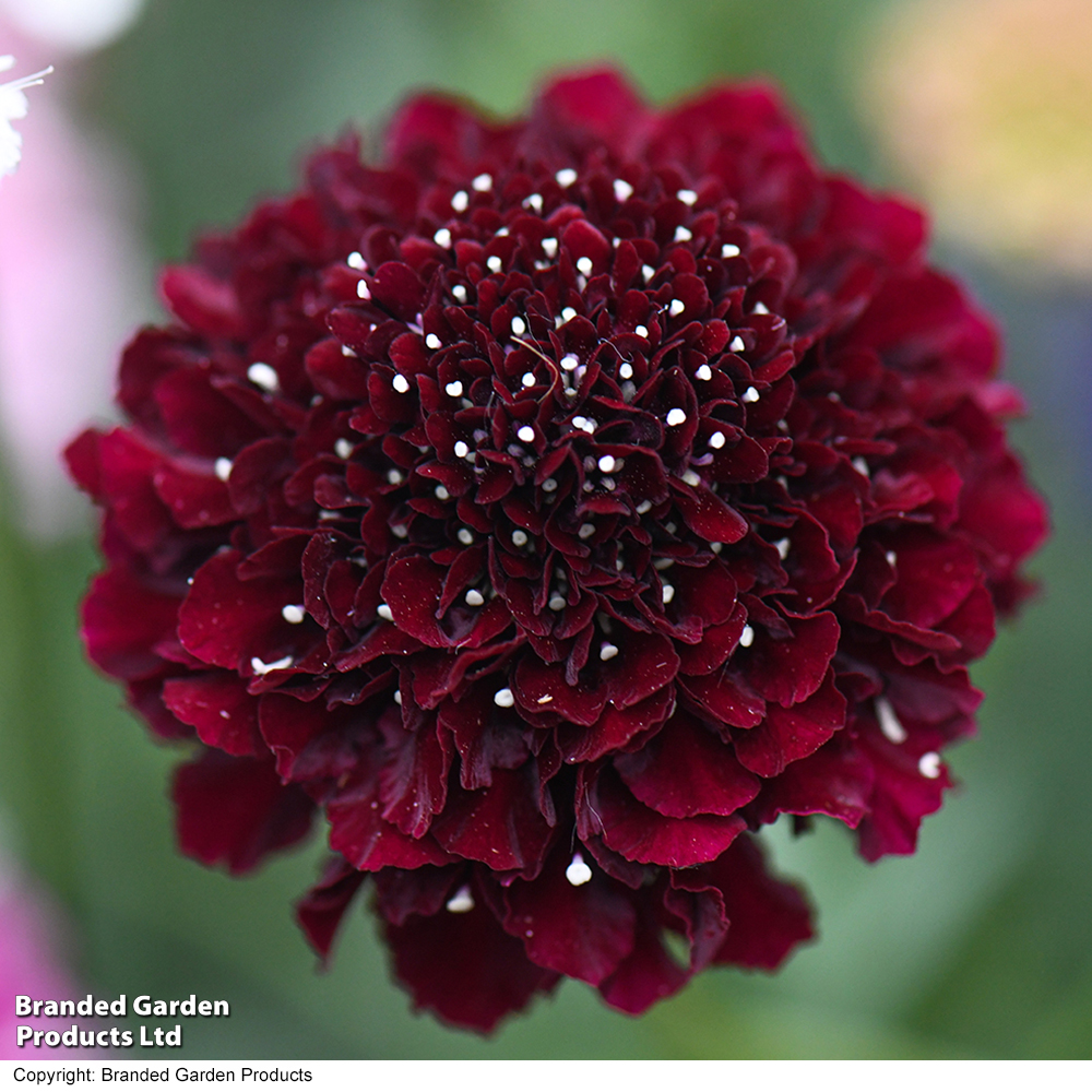 Scabiosa 'Scoop Blackberry' image