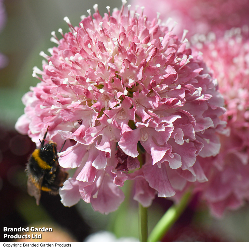 Scabiosa 'Scoop Marshmallow' image