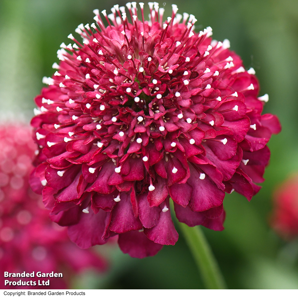 Scabiosa 'Scoop Raspberry' image