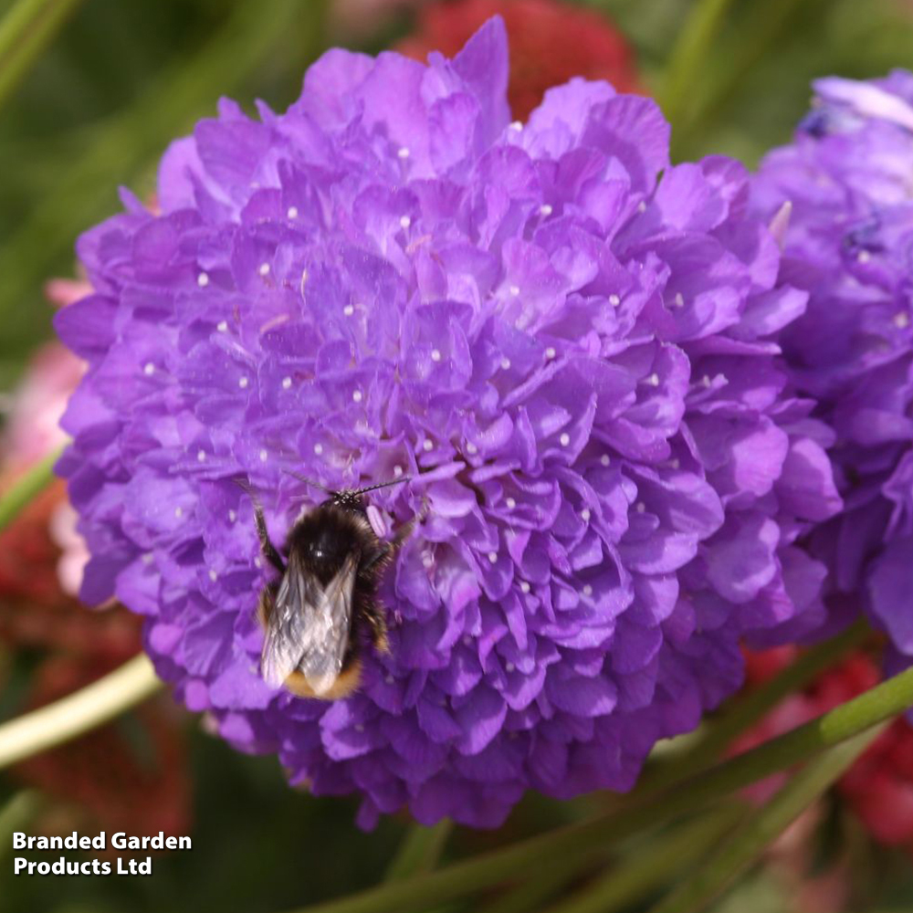 Scabiosa 'Scoop Lilac' image