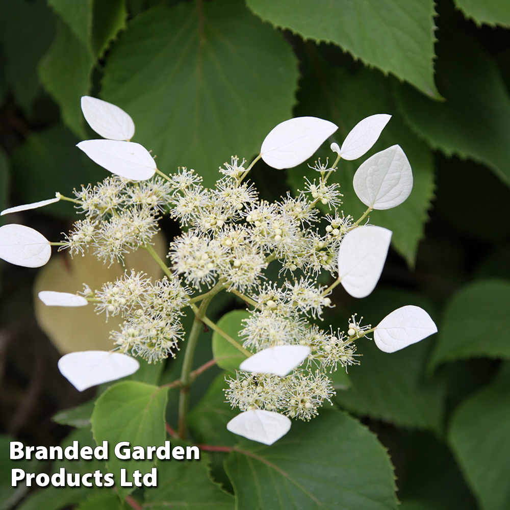 Schizophragma hydrangeoides image