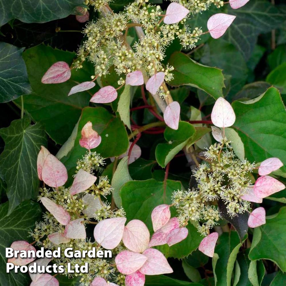 Schizophragma hydrangeoides 'Rose Sensation' image