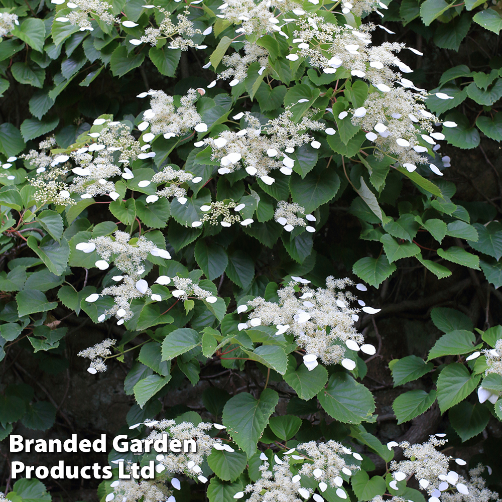 Schizophragma integrifolium 'Windmills' image