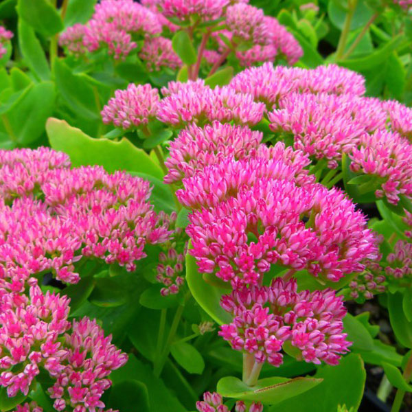 Sedum spectabile 'Brilliant' image