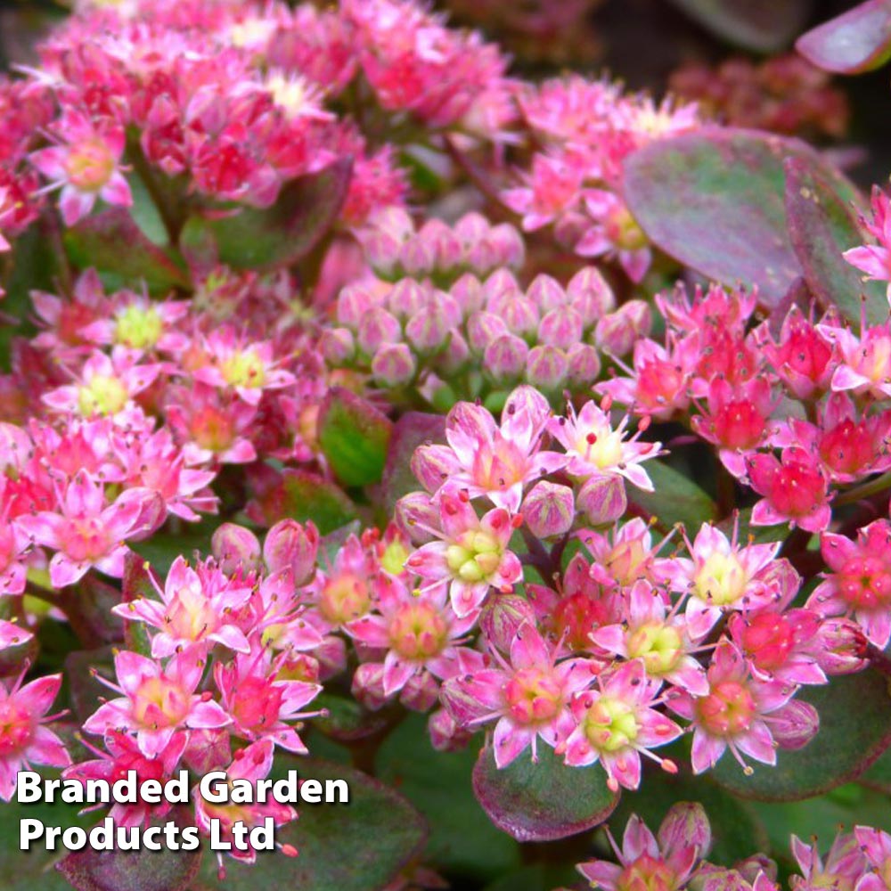 Sedum 'Strawberries And Cream' image