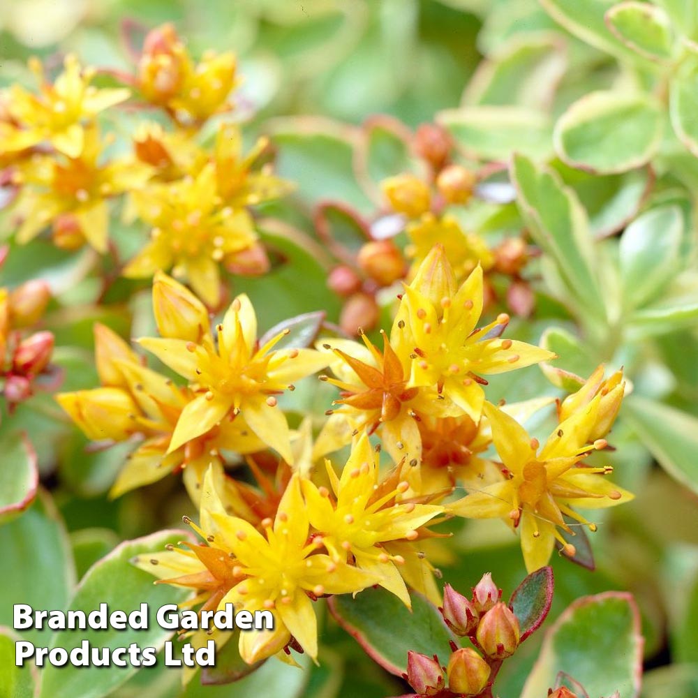 Sedum kamtschaticum var. floriferum 'Weihenstephaner Gold' image