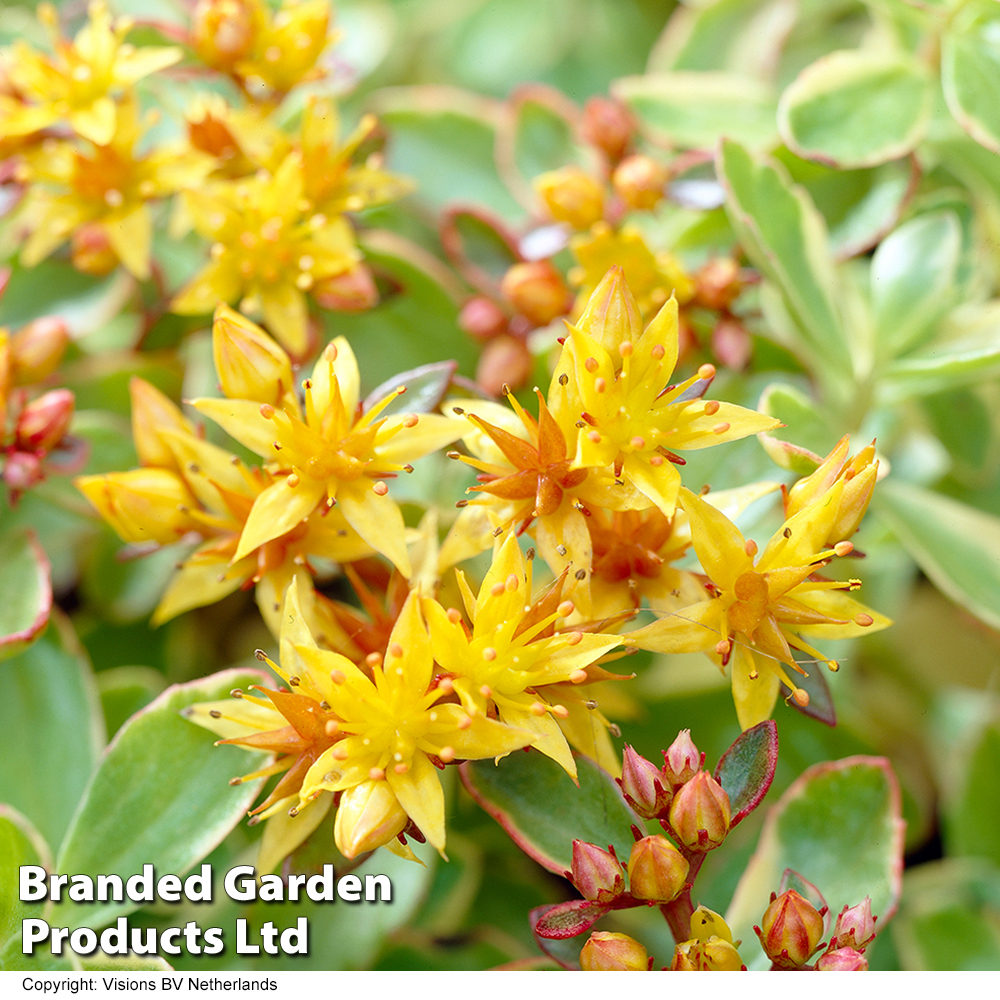 Sedum kamtschaticum var. kamtschaticum 'Variegatum' image