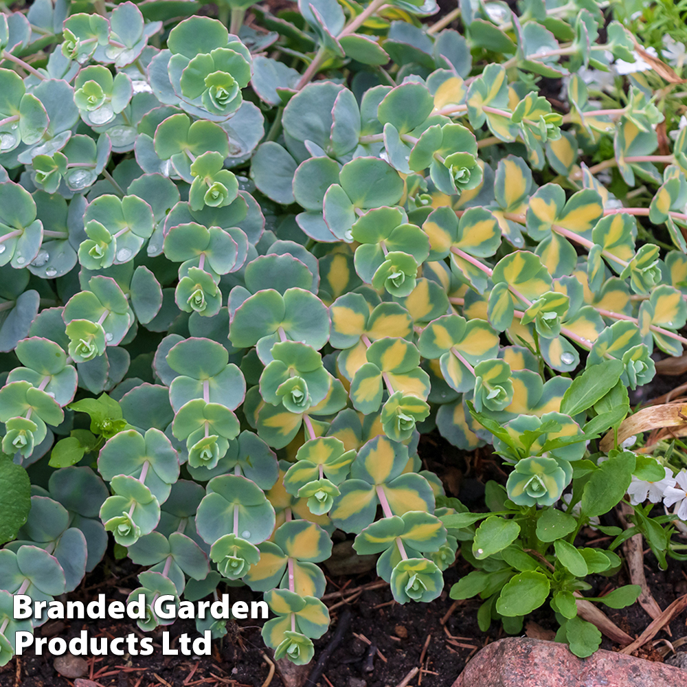 Sedum sieboldii 'Mediovariegatum' image