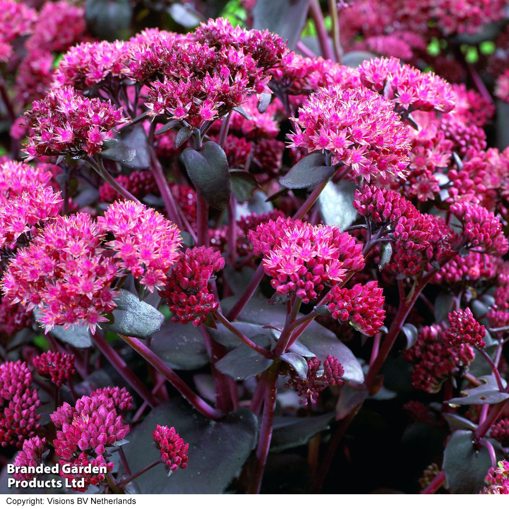 Sedum telephium 'Purple Emperor' image