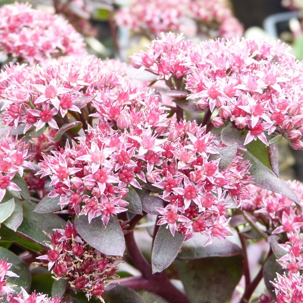 Sedum telephium 'Chocolate' image