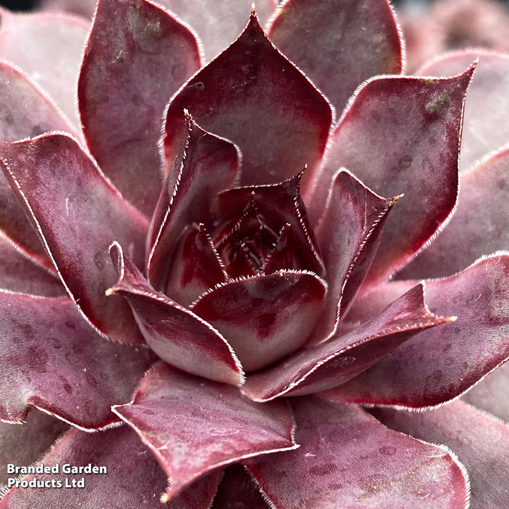 Sempervivum 'Chick Charms Grape Galaxy' image