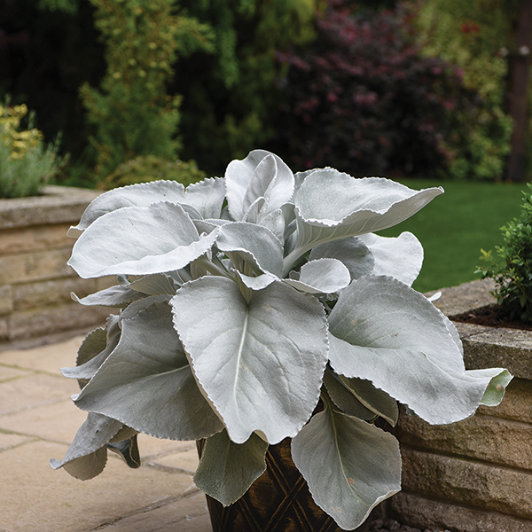 Senecio 'Angel Wings' image