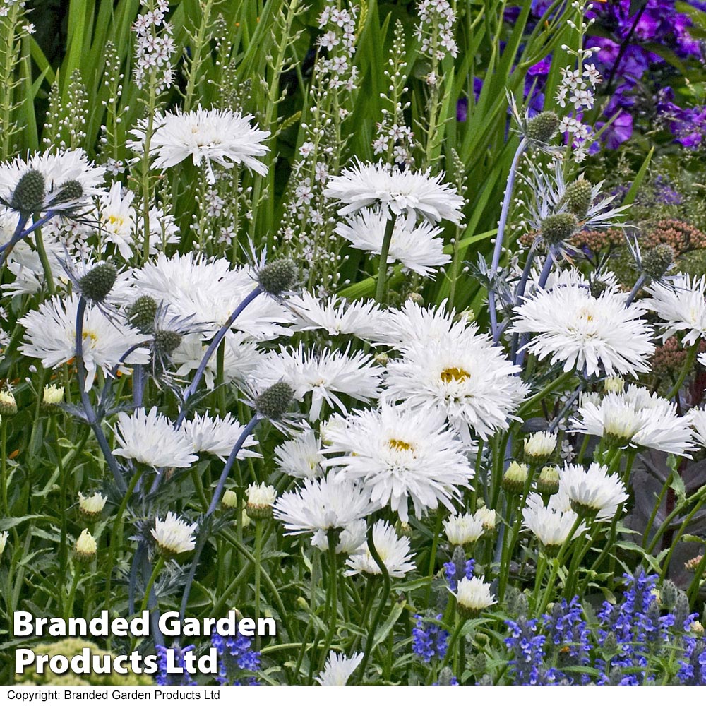 Shasta Daisy 'Snowdrift' image