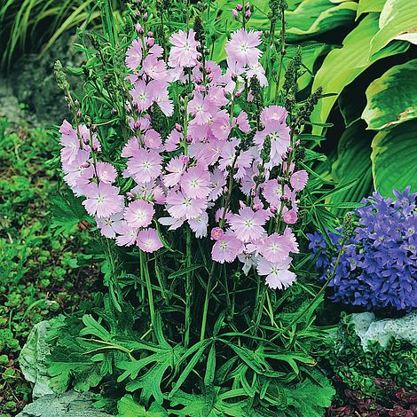 Sidalcea 'Elsie Heugh' image