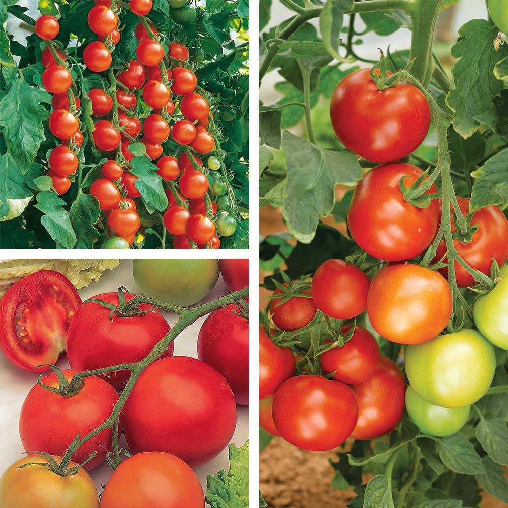 Tomato Gardeners Favourite Collection (Grafted) image