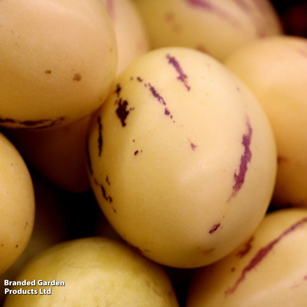 Solanum muricatum (Melon Pear Plant) image