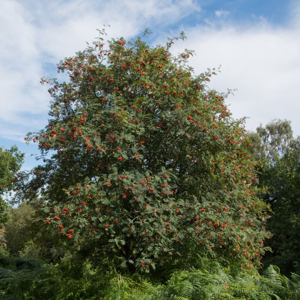 Send Rowan Tree (Hedging) from Dobies