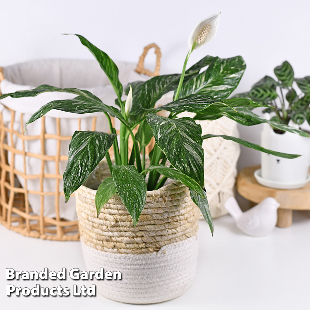 Spathiphyllum 'Diamond' image