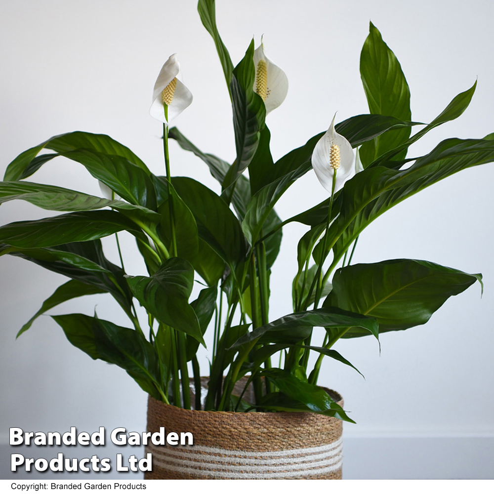 Spathiphyllum 'Sweet Silvio Air So Pure' image